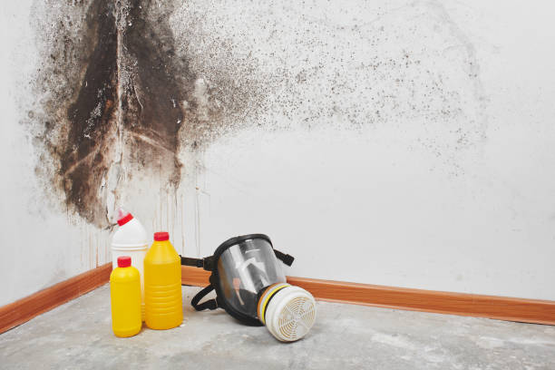 Best Mold Removal Specialists  in Vernonia, OR