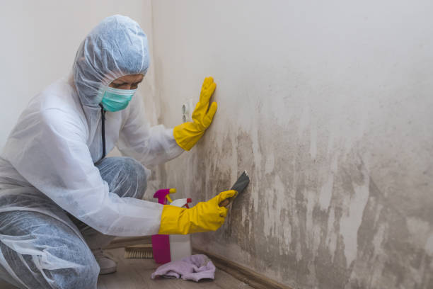 Best Office Mold Removal Services  in Vernonia, OR