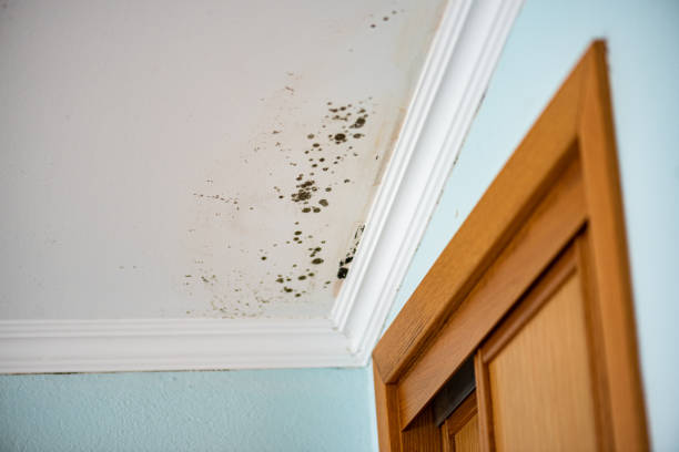 Best Crawl Space Mold Removal  in Vernonia, OR