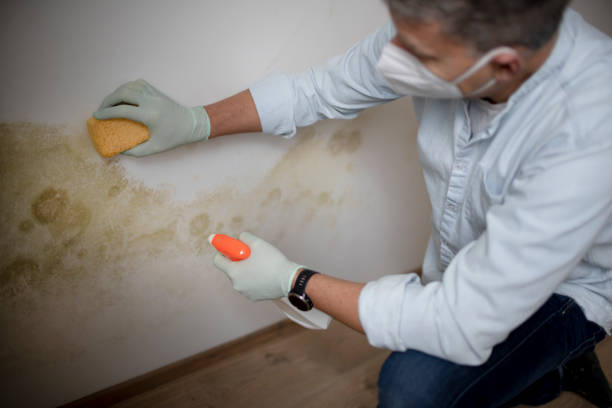 Best Attic Mold Removal  in Vernonia, OR