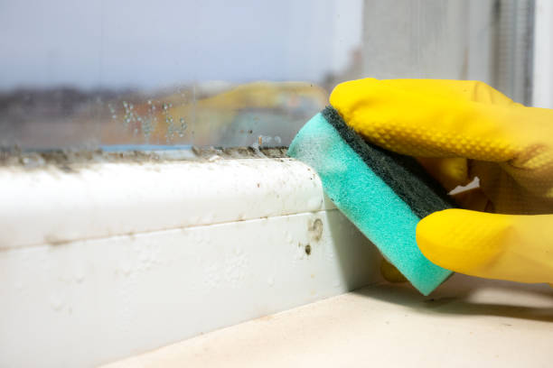 Best Mold Cleaning Services  in Vernonia, OR