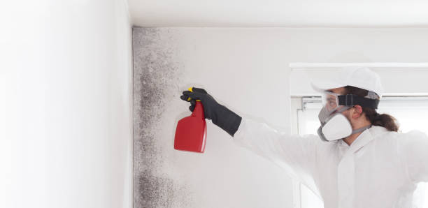 Best Fast Mold Removal  in Vernonia, OR