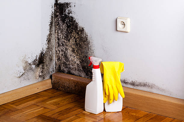 Best Mold Damage Repair  in Vernonia, OR