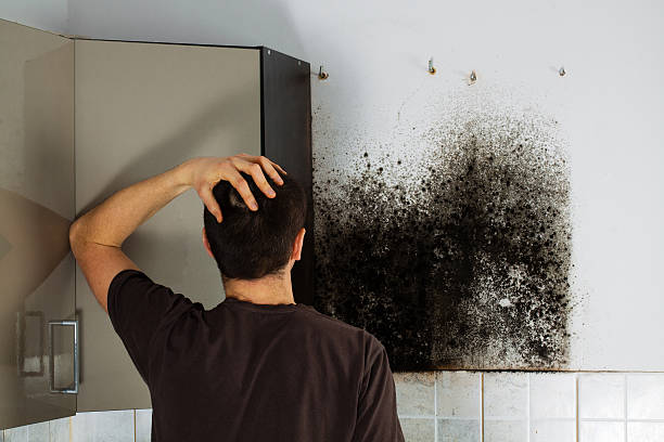 Best Mold Cleaning Services  in Vernonia, OR