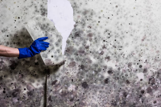 Best Crawl Space Mold Removal  in Vernonia, OR